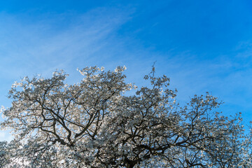 A flowering magnolia tree is in bloom, its white flowers contrasting beautifully with the clear blue sky. The branches of the tree reach to the heavens, symbolizing growth, aspiration, new beginnings