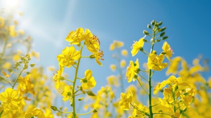 Obraz premium Yellow rapeseed blossom against a blue sky