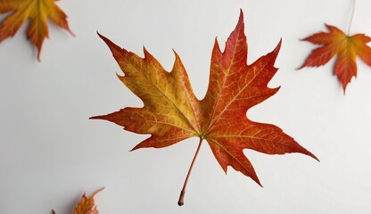 Maple leaf in autumn colors isolated on white background