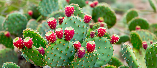 Close-up of a vibrant green prickly pear cactus with ripe, red fruits, surrounded by desert landscape 