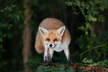 Portrait of a red fox standing on a tree in a forest in autumn