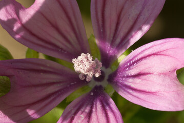 Clematis