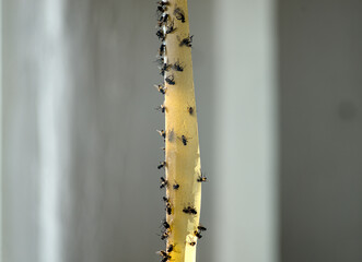 Dead flies on sticky tape, trap for flies with glue.