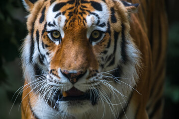 Close-up portrait of calm Siberian tiger (or Amur tiger, subspecie Panthera tigris tigris) animal. Soft focus. Beauty in nature theme.