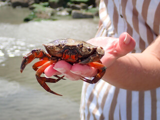 This cute crab came to shake hands on the beach of Dunkirk, France
