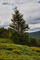 pine tree on the hill
