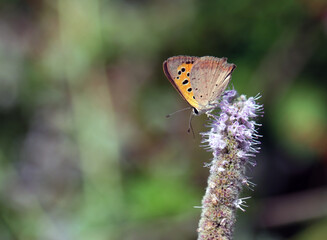 Small copper or common copper butterfly on the horsemint plant. Cute butterfly standing upside down on a flower.