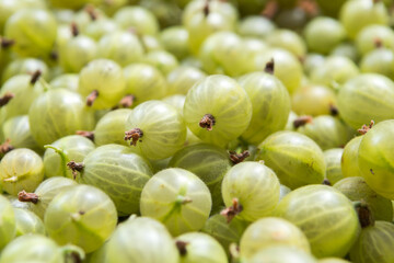 freshly harvested gooseberries in the box
