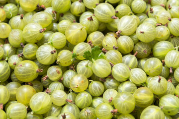 freshly harvested gooseberries in the box