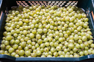 freshly harvested gooseberries in the box