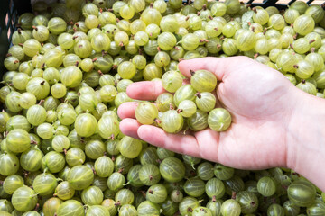 freshly harvested gooseberries in the box