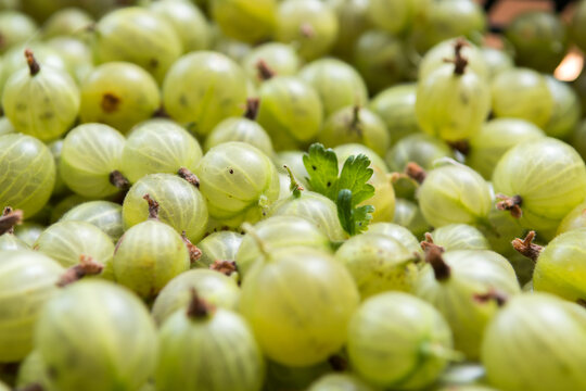 freshly harvested gooseberries in the box
