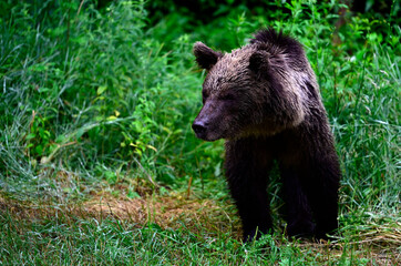 Europäischer Braunbär // European brown bear (Ursus arctos arctos) - Karpaten, Rumänien / Carpathians, Romania © bennytrapp