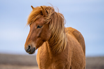 ein hellbraunes Islandpferd © jsr548