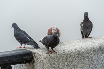 Pigeons walks on embankment river in city. Flock of birds promenade and looks on water. True dove columba are genus from family pigeon. Big common of city feral сolumbidae. Animal wildlife.
