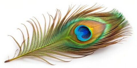 Obraz premium Peacock Feather Close-Up A Symphony of Green, Blue, and Brown, Isolated on White, peacock feather, feather, bird