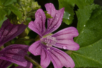 Malva sylvestris