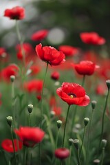 Naklejka premium Red Poppy Flowers in a Field