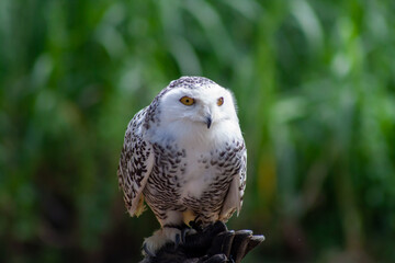 A photo of a Snow Owl looking in the line of Camera against green background