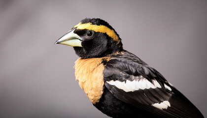 Fototapeta premium Bobolink Bird Portrait in Dark Studio, Professional Wildlife Photography