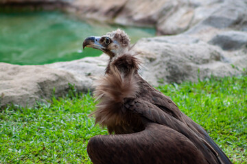 A photo of a Vulture looking into the camera