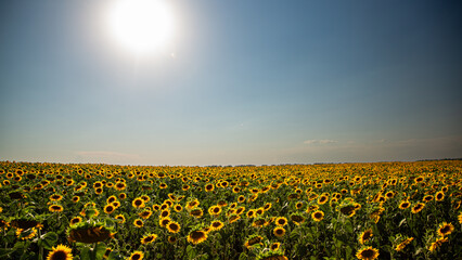A field of sunflowers under clear blue sky, showcasing beauty of nature and agriculture