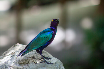 A photo of a Glossy Starling perched on rock with bokeh