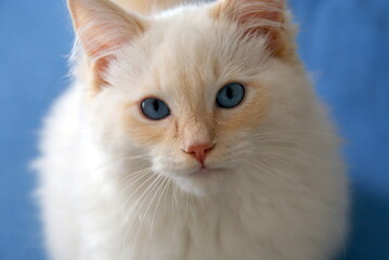Ragdoll cat cream point staring the camera
