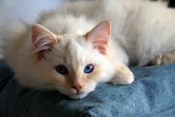 Ragdoll cat kitten, blue eyes