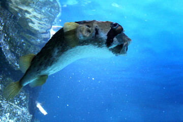 Large aquarium with swimming puffer fish. ©  DENIS  