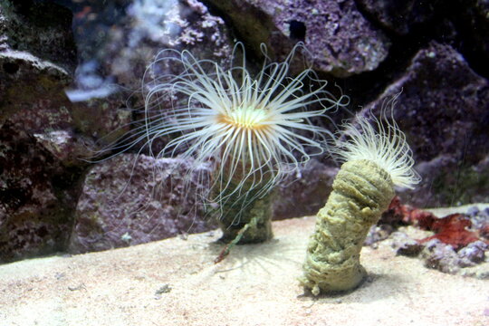 Large aquarium with algae and corals.