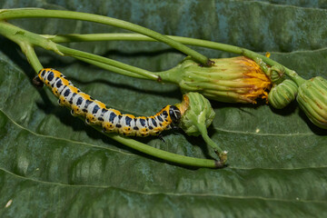 The butterfly caterpillar (lat. Cucullia lactucae) feeds on the buds of the thistle inflorescences.