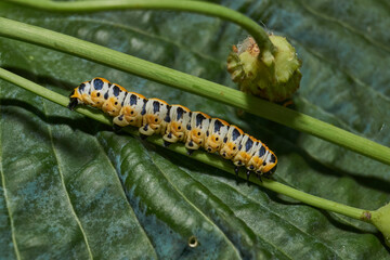 The butterfly caterpillar (lat. Cucullia lactucae) feeds on the buds of the thistle inflorescences.