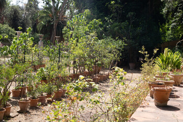 A row of potted plants stand in a sun drenched garden