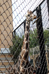 A giraffe at the zoo stands in an enclosure behind a lattice fence.