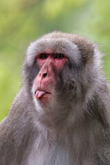 Cute Japanese monkey (Macaca Fuscata),close up shot