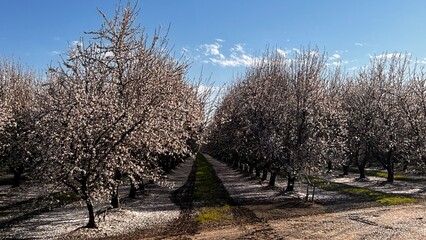 Obraz premium almond blossoms