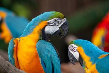 A photo of The blue-and-yellow macaw against green bokeh background