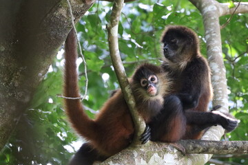 Brüllaffe  Corcovado Nationalpark Costa Rica 