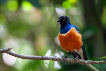 A photo of African starling against bokeh filled green background