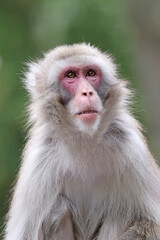 Cute Japanese monkey (Macaca Fuscata),close up shot