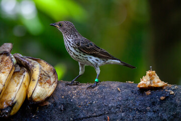 A photo of Song Thrush against booked filled green background 