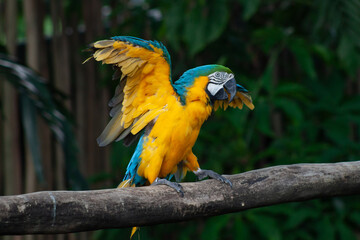 A photo of The blue-and-yellow macaw against green bokeh background