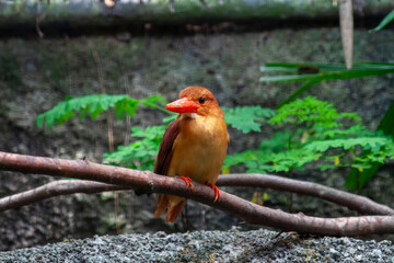 A photo of Ruddy Kingfisher looking straight into the camera