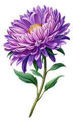 Obraz premium Purple chrysanthemum blossomed, vector illustration