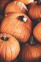 orange pumpkins in a pile