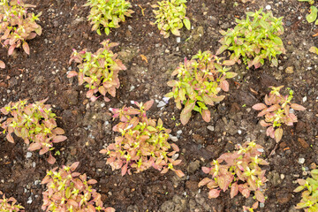 Wishbone flowers or Torenia Violacea plant in Saint Gallen in Switzerland