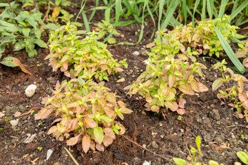 Wishbone flowers or Torenia Violacea plant in Saint Gallen in Switzerland
