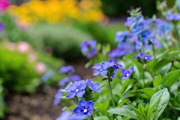 Obraz premium A serene garden bed adorned with delicate blue lobelia flowers, banner, with copy space