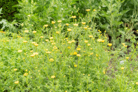 Anacyclus Radiatus plant in Saint Gallen in Switzerland